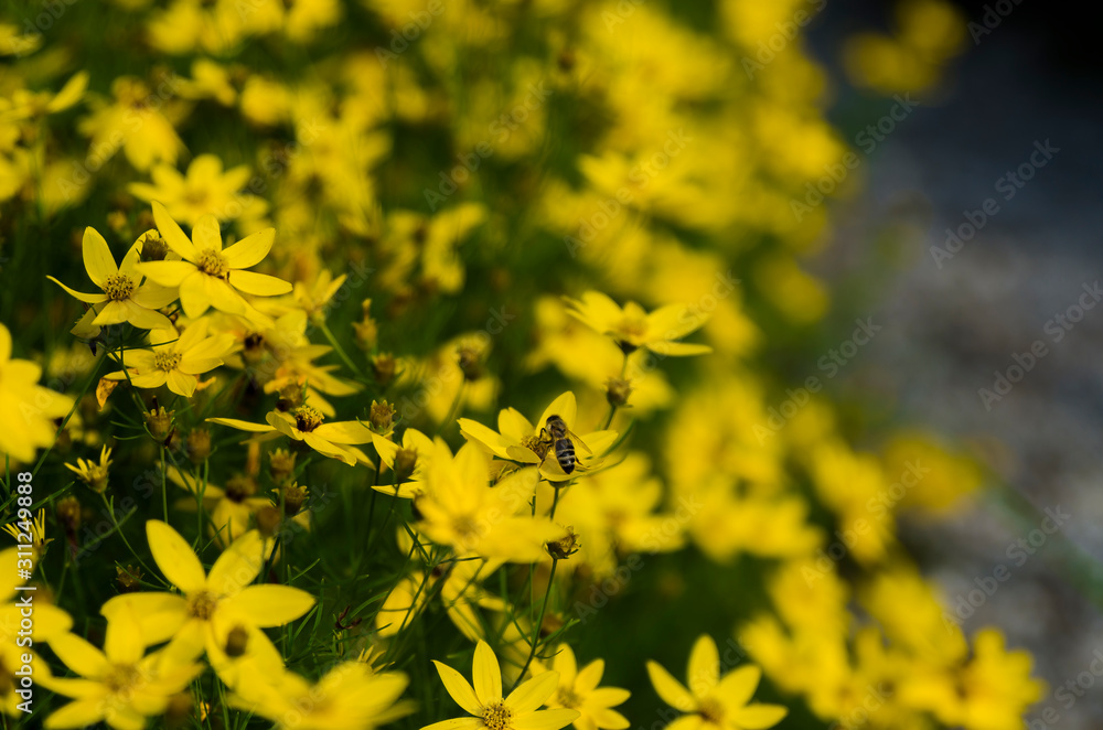 Working bee on yellow flowers