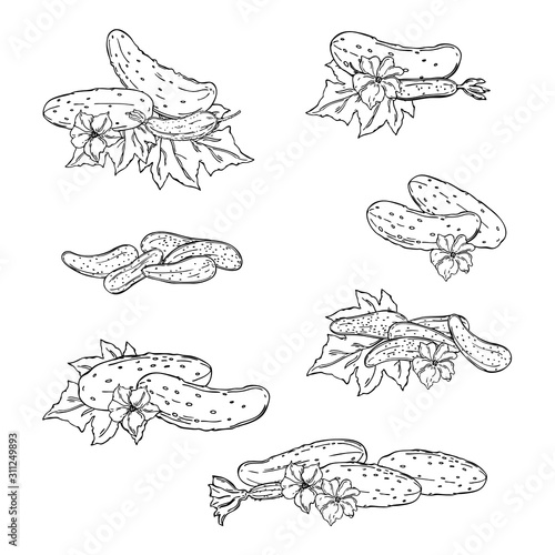 Hand drawn cucumber with leaves and flowers. Vector sketch  illustration.