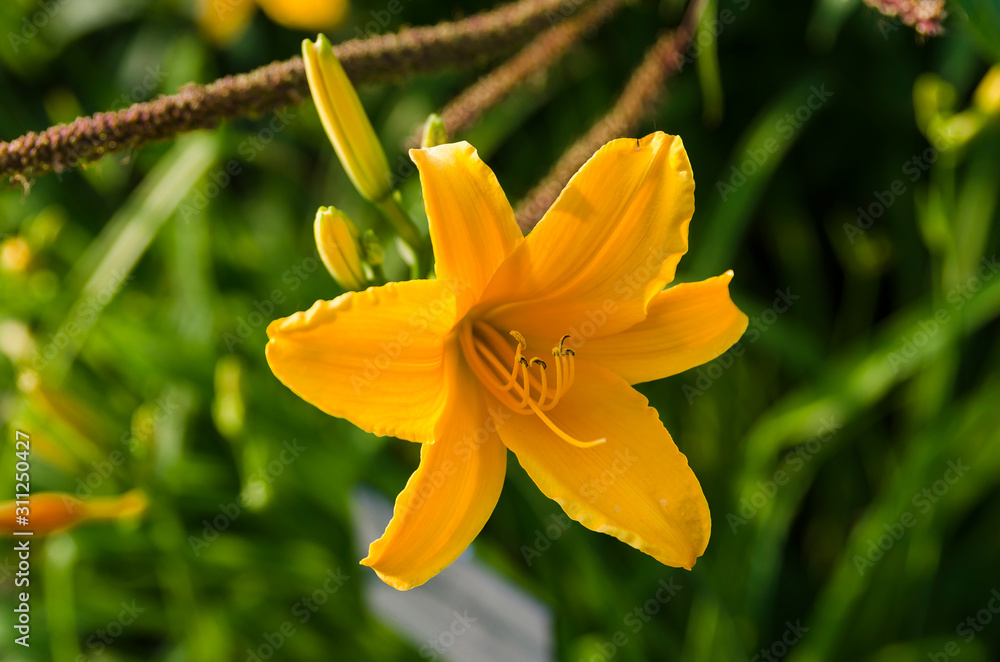 Obraz premium yellow flower