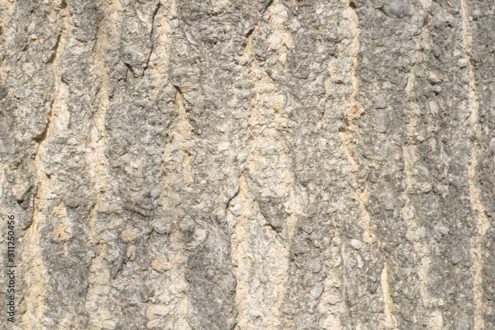 bark of tree texture bark of tree texture