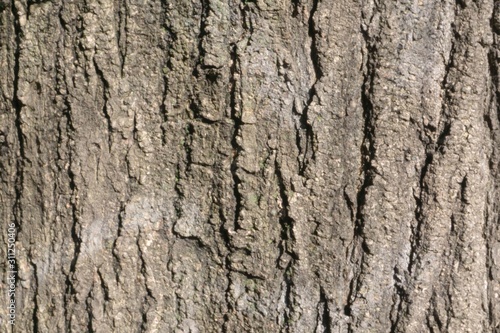 bark of tree texture 