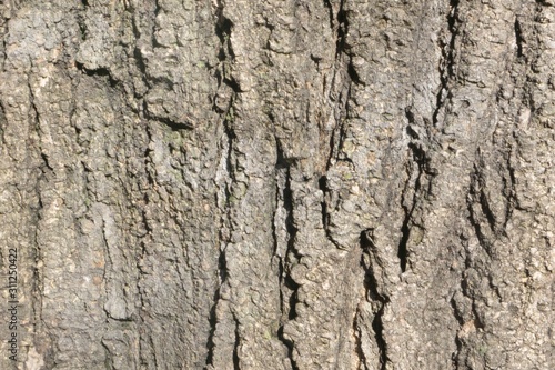 bark of tree texture 