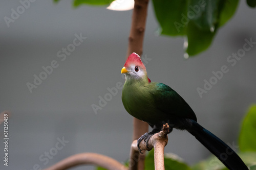 red-crested turaco photo