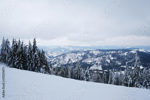 Beautiful Christmas nature background with snowy fir trees and blue mountains in winter. Amazing winter landscape with snow and clouds. Snow covered pine tree forest. Carpathian mountains, Ukraine. © YOUproduction