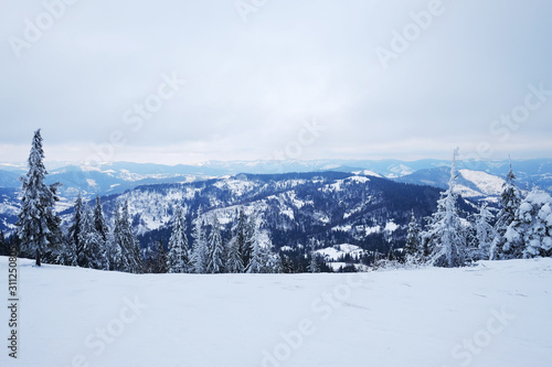 Beautiful Christmas nature background with snowy fir trees and blue mountains in winter. Amazing winter landscape with snow and clouds. Snow covered pine tree forest. Carpathian mountains, Ukraine.