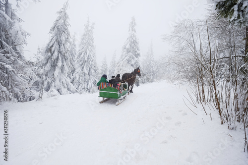 A cart with a horse going away into the forest between big beautiful pines in winter. Back view of the cart moving forward. Christmas background with snowy fir trees. Carpathian mountains Ukraine.