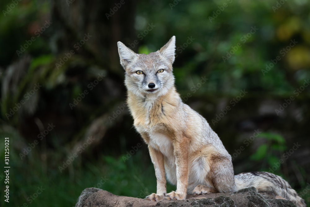 Corsac fox Corsac fox