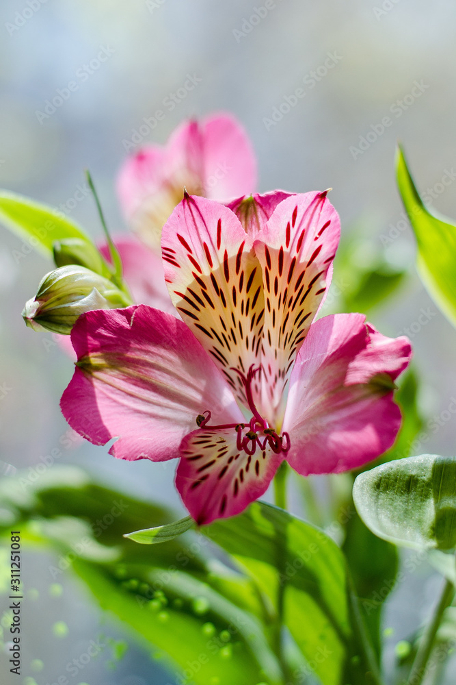 Fototapeta premium Pink lily flower close up in sunlight