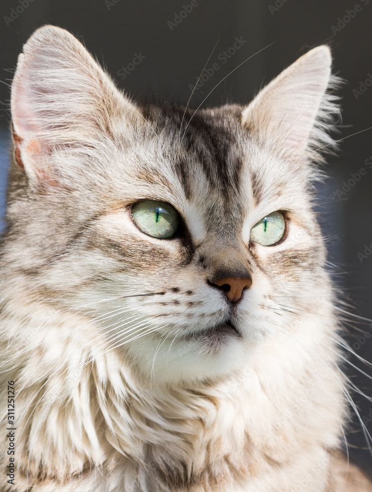 Adorable long haired cat of siberian breed in relax outdoor, purebred hypoallergenic animal Adorable long haired cat of siberian breed in relax outdoor, purebred hypoallergenic animal