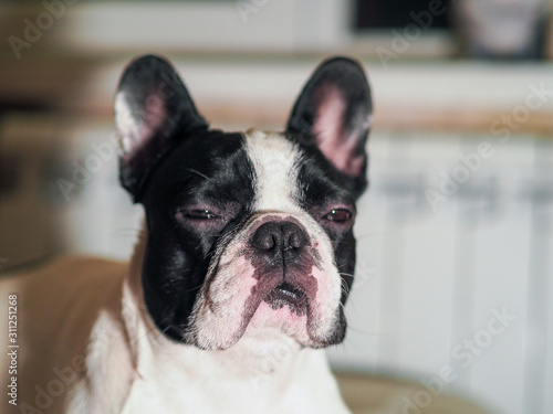 Dog french bulldog pet squinting suspicion portrait emotion