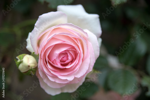 Close up of a rose