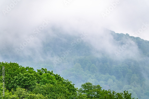 Fog in the dense green forest on the top of the hill © Dmitrii Potashkin