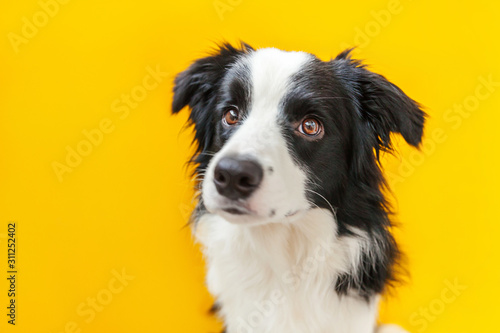 Funny studio portrait of cute smilling puppy dog border collie isolated on yellow background. New lovely member of family little dog gazing and waiting for reward. Pet care and animals concept © Юлия Завалишина