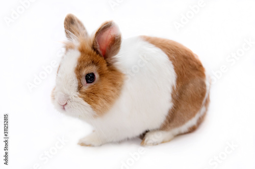 Cute rabbit isolated on white