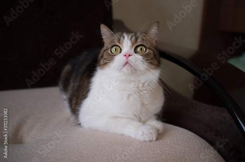 Wallpaper Mural the cat is lying on the floor Torontodigital.ca