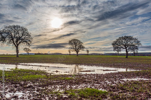 Obraz na płótnie Bare trees in a waterlogged field in Sussex, on a sunny winters day