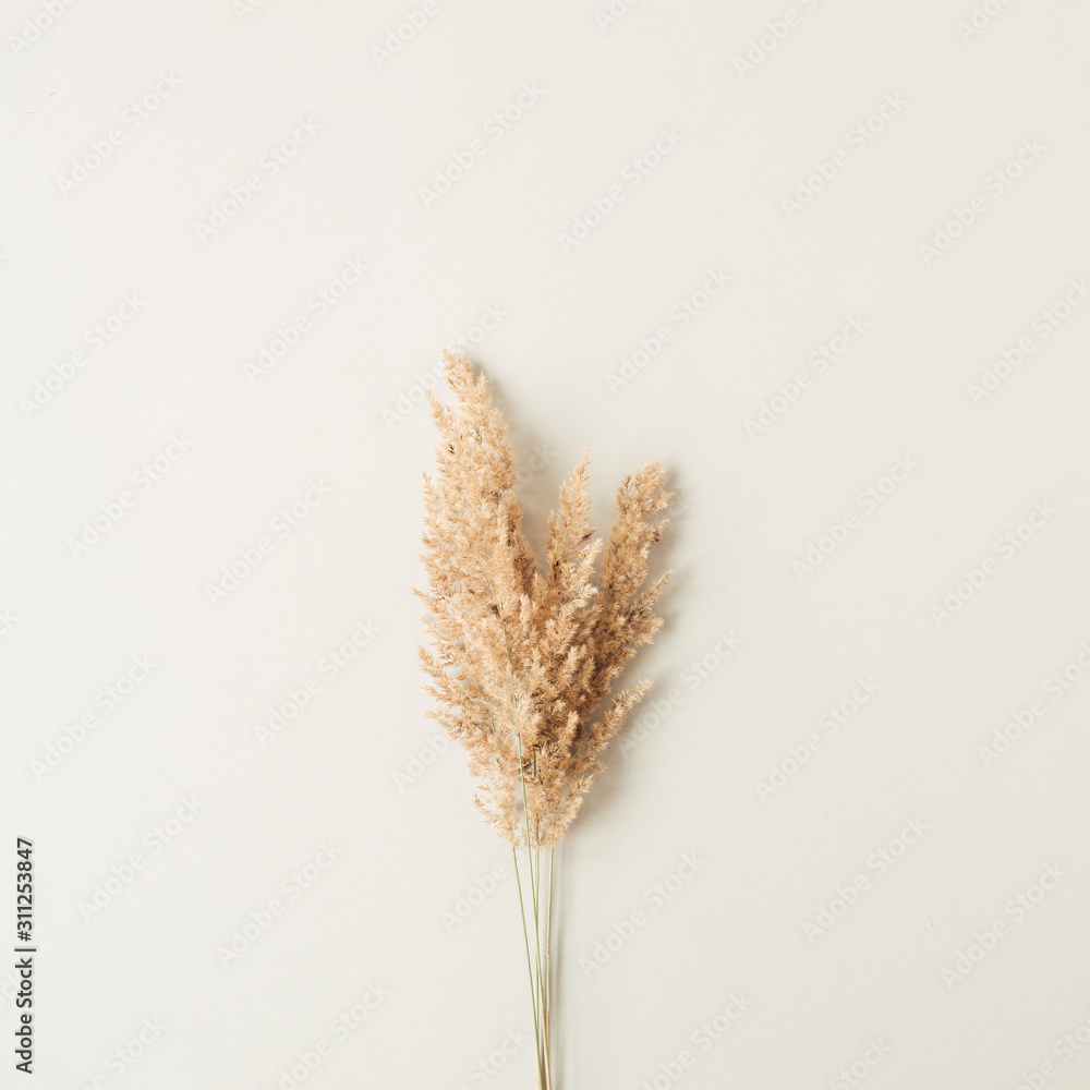 Reeds foliage branches bouquet on neutral pastel beige background. Flat lay, top view floral design. - obrazy, fototapety, plakaty 