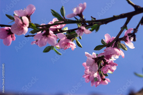 Peach blossom - beautiful pink flowers on branches  against a blue sky background. Early spring concept