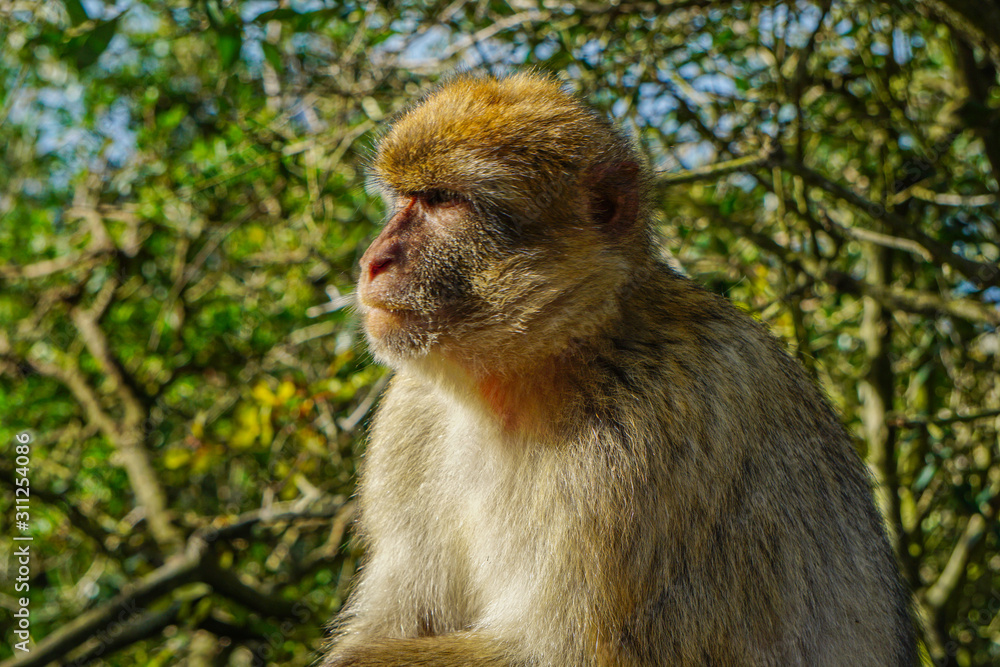 Barbary Macaque in front of green tree in Gibraltar Barbary Macaque in front of green tree in Gibraltar