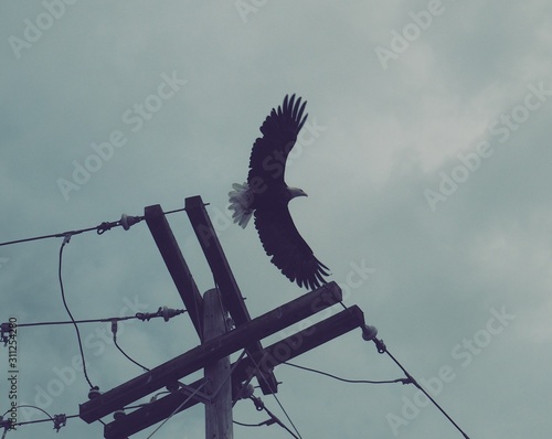 Eagle by the Power Lines
