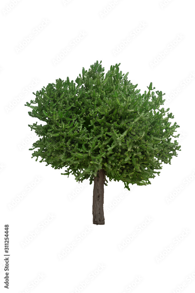 Fototapeta premium Euphorbia lactea, white striped spurge. Big tree of Euphorbia lactea, one of many kinds of Euphorbia plants, isolated on white background