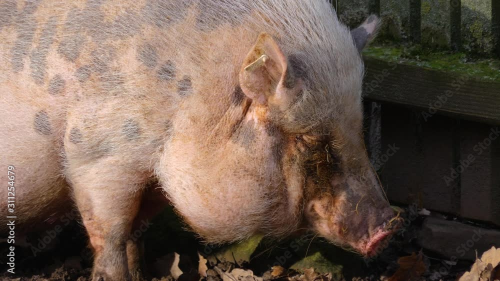 Close up of a white Pot-Bellied Pig chewing. Close up of a white Pot-Bellied Pig chewing.