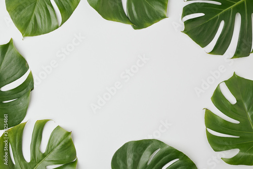 Top view of green leaves of domestic plant surrounding blank place
