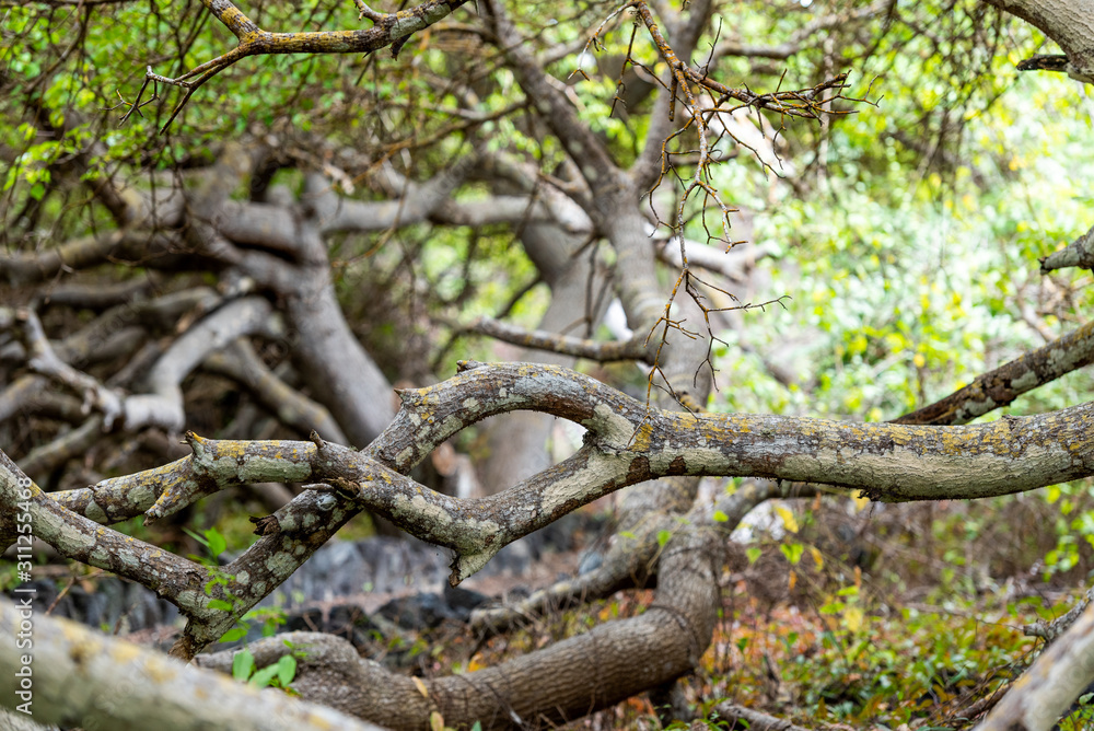 Fototapeta premium Twisted tree branches, Galapagos Island, Isla Isabela. With selective focus.