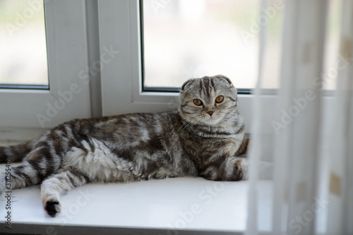 lop-eared cat lying on the windowsill