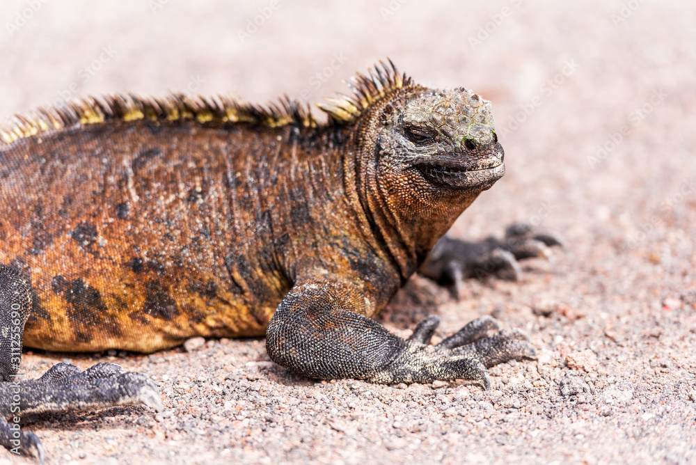 Marine iguanas outdoors, Galapagos Island, Isla Isabela. With selective focus. Marine iguanas outdoors, Galapagos Island, Isla Isabela. With selective focus.