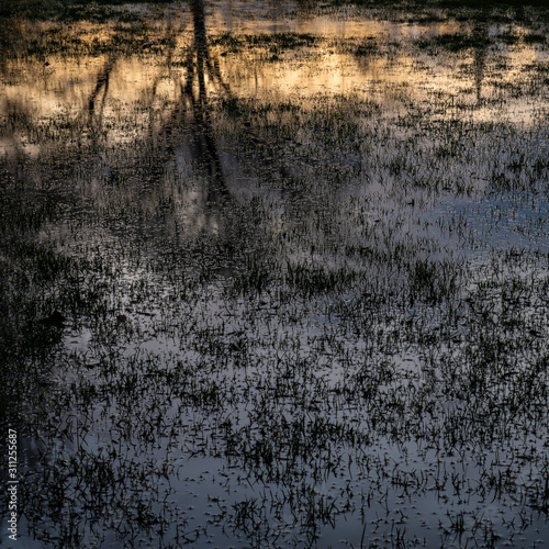A flooded field reflecting silhouetted trees and the late evening sky.