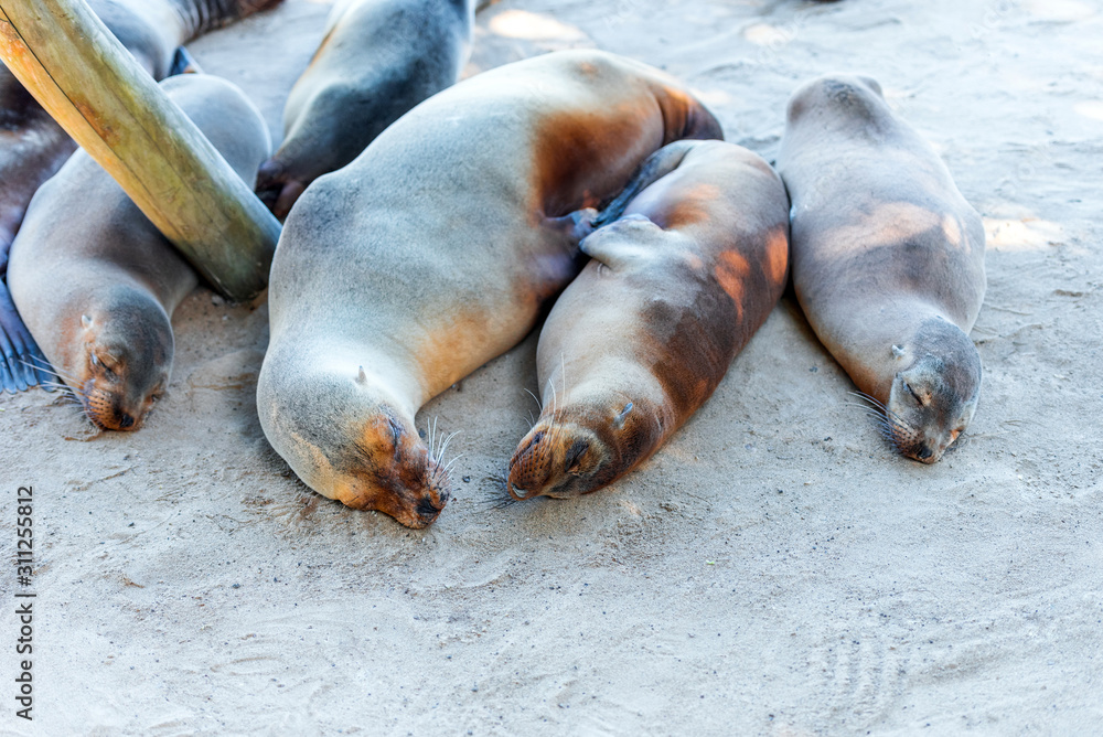 Sea lion lies on the ground, Galapagos Island , Santa Cruz Island- Port Ayora. With selective focus