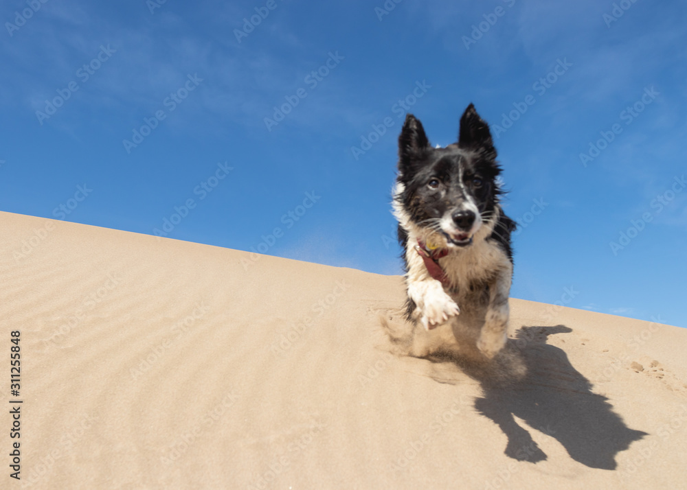 Border Collie Puppy Running on the sand of the beach