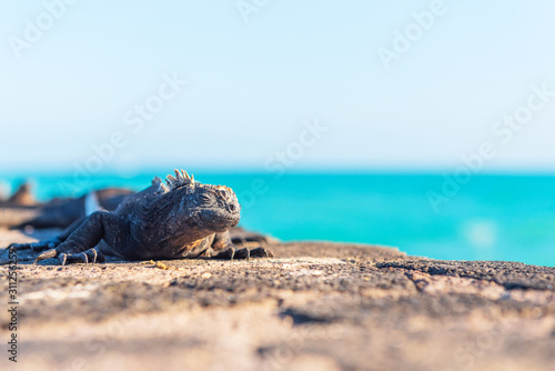 Iguana lies basking in the sun, Galapagos Island, Isla Isabela. With selective focus. © ggfoto