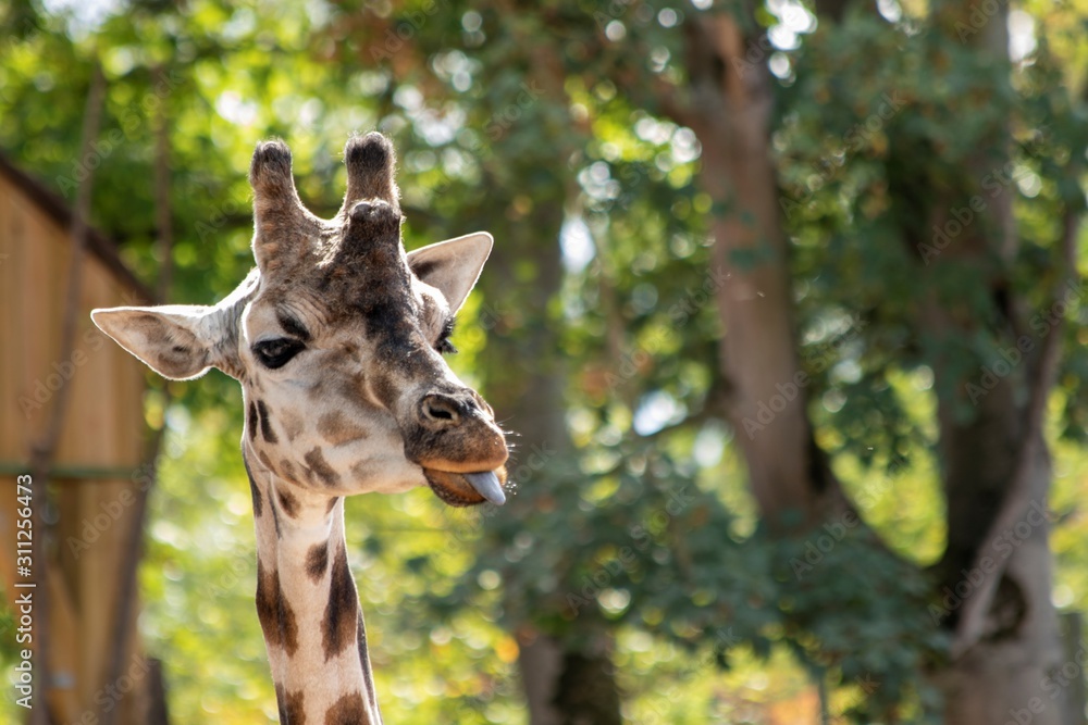 Fototapeta premium A close up portrait of a giraffe standing outdoors in a forest sticking out its tongue.