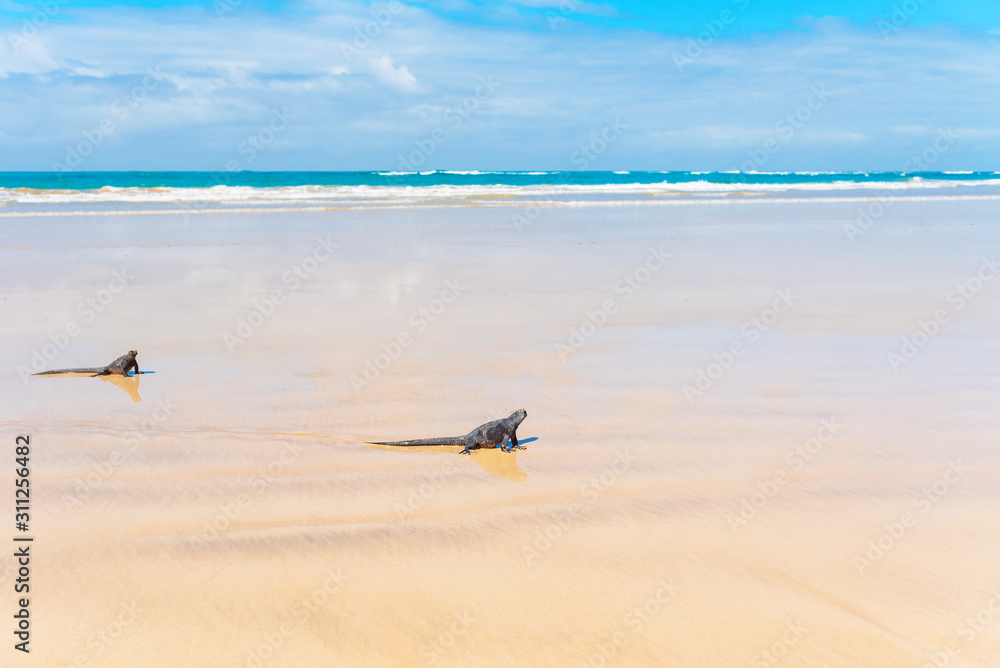Fototapeta premium Marine iguanas on a sandy beach, Galapagos Island, Isla Isabela. Copy space for text