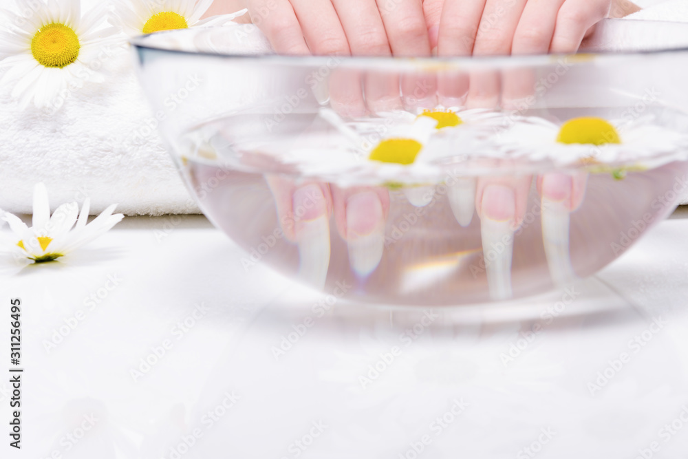 Close-up hands of young woman with natural nails, lowered into plate with healing infusion of chamomile. Concept of healthy hands and nails. Procedure for treating nails in spa salon. Close-up hands of young woman with natural nails, lowered into plate with healing infusion of chamomile. Concept of healthy hands and nails. Procedure for treating nails in spa salon.