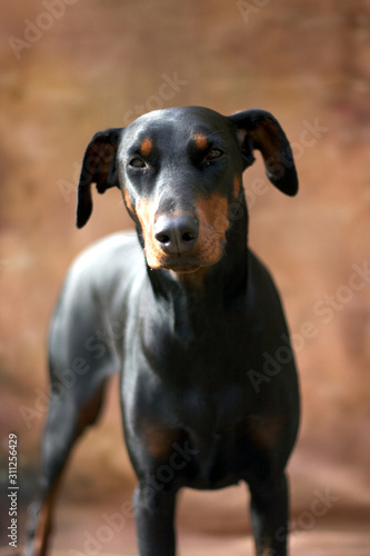 DOBERMAN