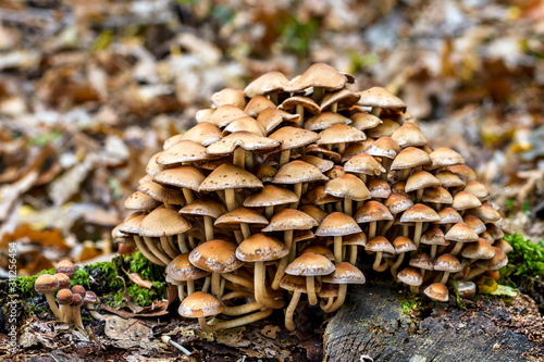 Group of mushrooms in the forest