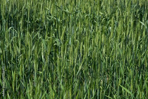 Green wheat at organic farm field