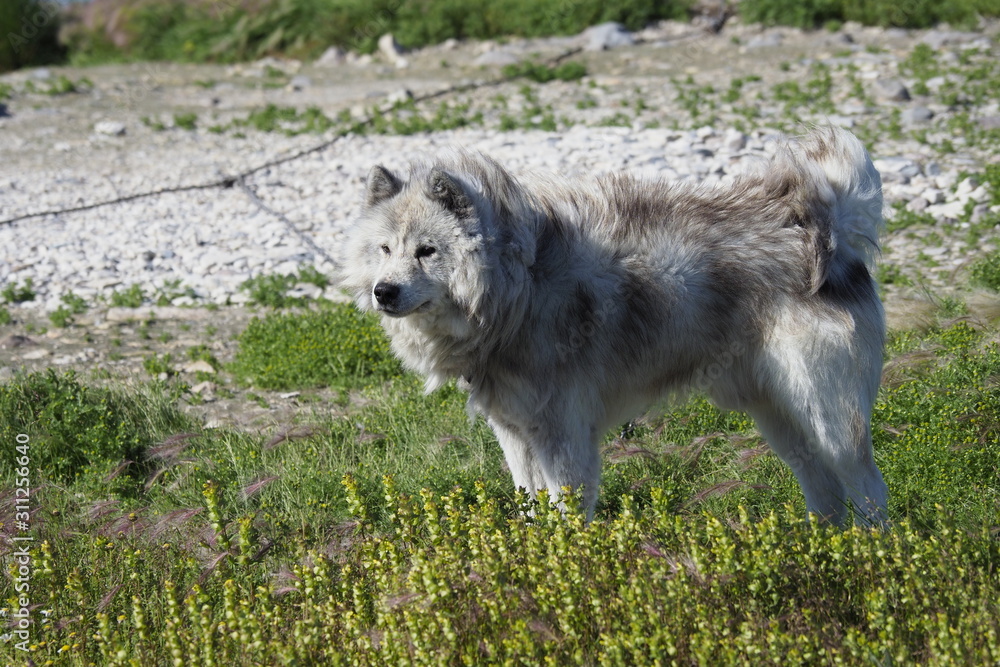 Canadian Eskimo Dog in Churchill in summer Canadian Eskimo Dog in Churchill in summer