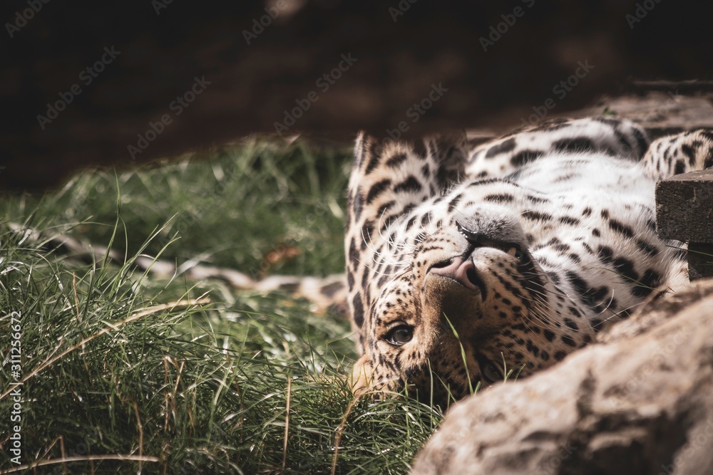 A close up portrait of a leopard with its eyes open after being asleep. The animal was alerted by a sound nearby. A close up portrait of a leopard with its eyes open after being asleep. The animal was alerted by a sound nearby.