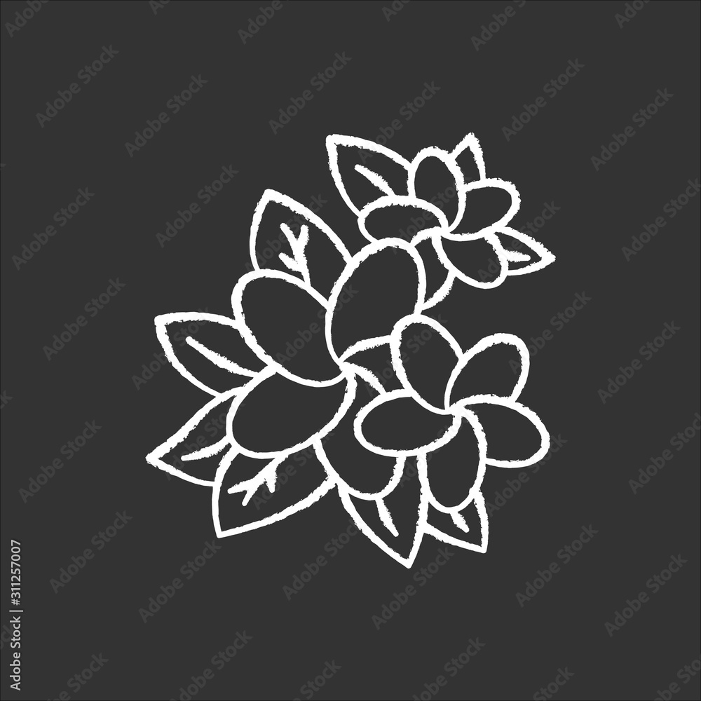 Obraz premium Plumeria chalk icon. Exotic region flowers. Flora of Indonesian islands. Small tropical plants. Blossom of frangipani with leaves. Nature of Bali. Isolated vector chalkboard illustration