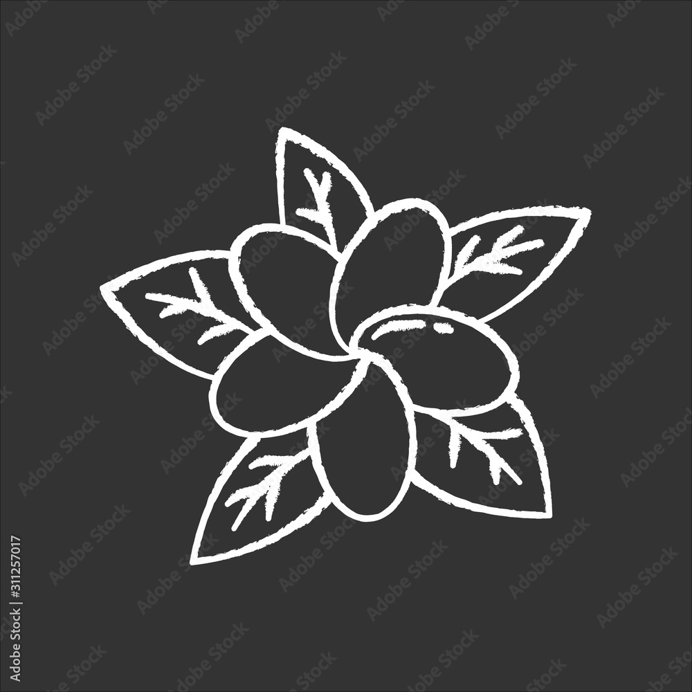 Plumeria chalk icon. Exotic region flowers. Flora of Indonesian forests. Small tropical plants. Blossom of frangipani with leaves. Nature of Bali. Isolated vector chalkboard illustration Plumeria chalk icon. Exotic region flowers. Flora of Indonesian forests. Small tropical plants. Blossom of frangipani with leaves. Nature of Bali. Isolated vector chalkboard illustration