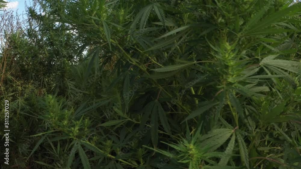The leaves of a large hemp bush flutter in the wind The leaves of a large hemp bush flutter in the wind