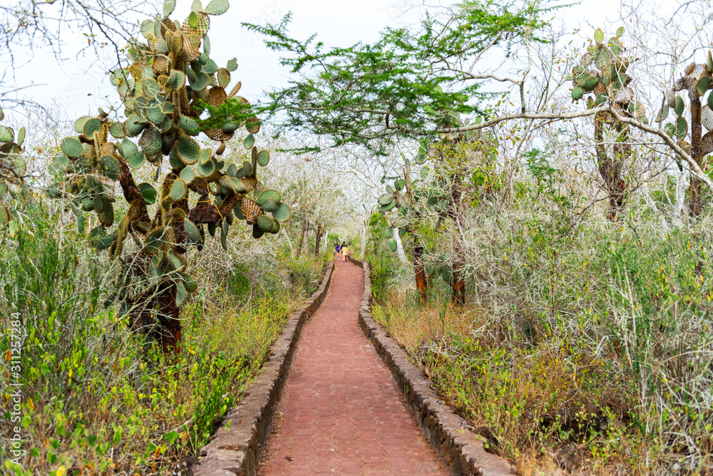 Giant cactus trees along the road, Santa Cruz Island-Port Ayora, Galapagos Island.