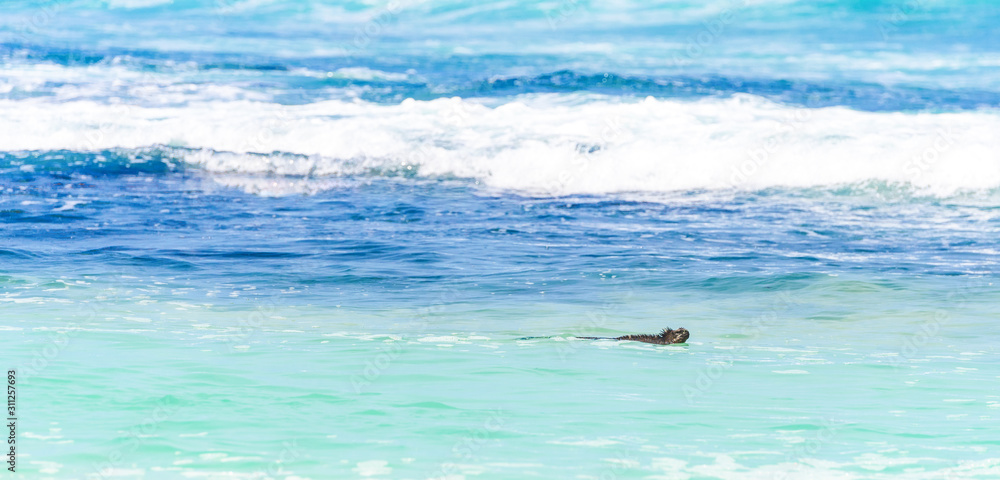 Fototapeta premium Marine iguana swims in the ocean, Galapagos Island, Santa Cruz Island- Port Ayora. With selective focus.