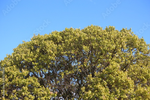 sky blue and green tree