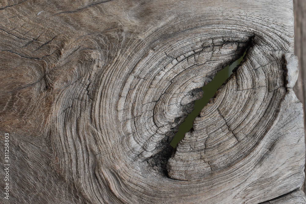 Fototapeta premium cut of a tree