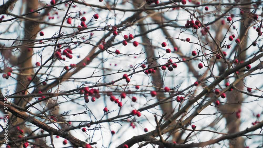 Tree branch with Rowan berries in the fall. Nature Tree branch with Rowan berries in the fall. Nature
